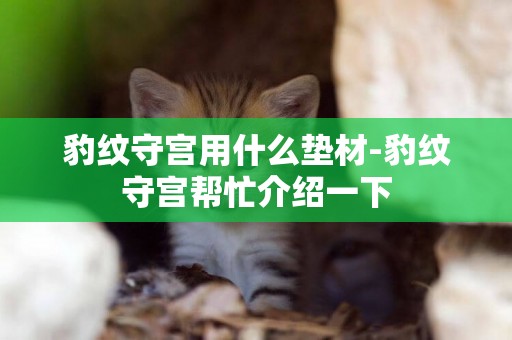 豹紋守宮用什么墊材-豹紋守宮幫忙介紹一下