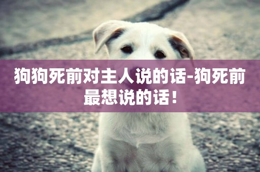 狗狗死前對主人說的話-狗死前最想說的話！