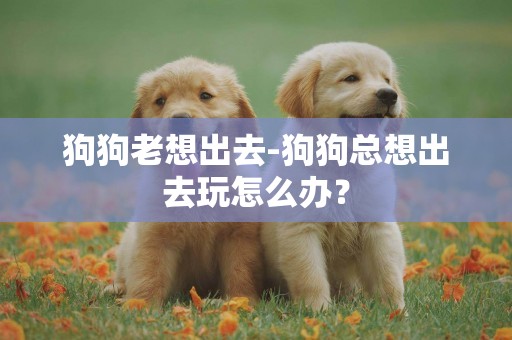 狗狗老想出去-狗狗總想出去玩怎么辦？