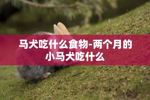 馬犬吃什么食物-兩個月的小馬犬吃什么