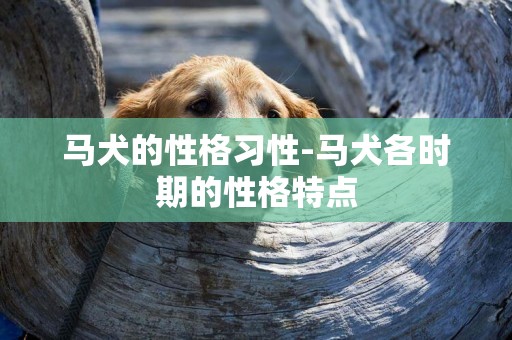 馬犬的性格習性-馬犬各時期的性格特點