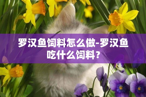 羅漢魚飼料怎么做-羅漢魚吃什么飼料？