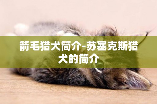 箭毛獵犬簡介-蘇塞克斯獵犬的簡介