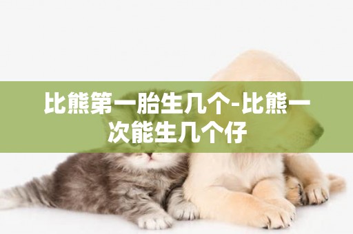 比熊第一胎生幾個-比熊一次能生幾個仔