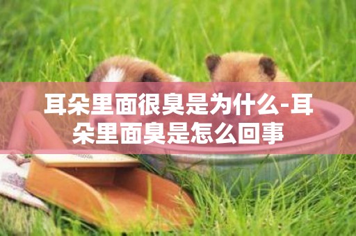 耳朵里面很臭是為什么-耳朵里面臭是怎么回事