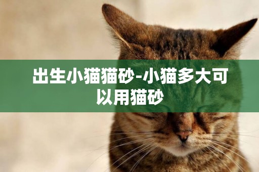 出生小貓貓砂-小貓多大可以用貓砂