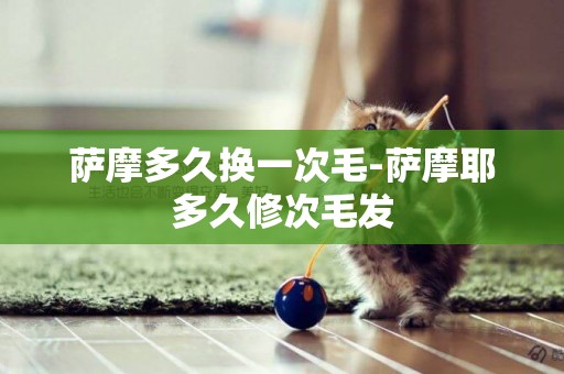 薩摩多久換一次毛-薩摩耶多久修次毛發