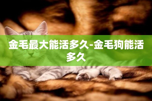金毛最大能活多久-金毛狗能活多久