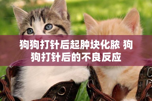 狗狗打針后起腫塊化膿 狗狗打針后的不良反應