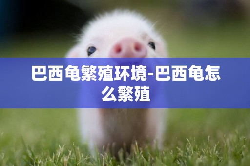 巴西龜繁殖環境-巴西龜怎么繁殖