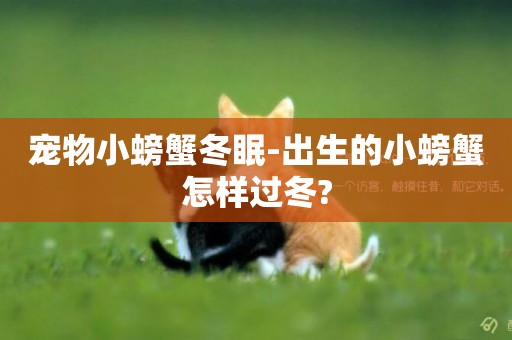 寵物小螃蟹冬眠-出生的小螃蟹怎樣過冬?