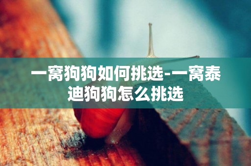 一窩狗狗如何挑選-一窩泰迪狗狗怎么挑選
