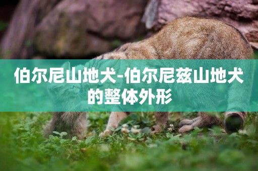 伯爾尼山地犬-伯爾尼茲山地犬的整體外形