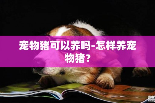 寵物豬可以養嗎-怎樣養寵物豬？