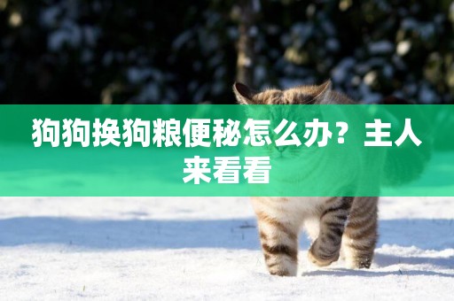 狗狗換狗糧便秘怎么辦？主人來看看