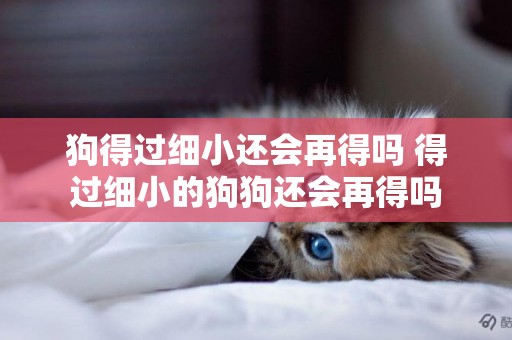 狗得過細小還會再得嗎 得過細小的狗狗還會再得嗎
