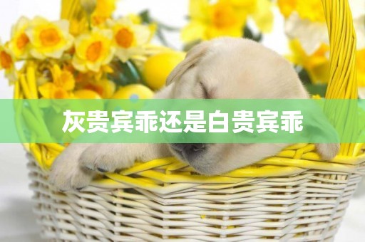 灰貴賓乖還是白貴賓乖