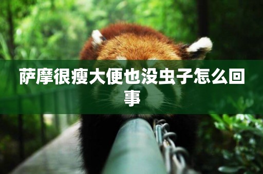 薩摩很瘦大便也沒蟲子怎么回事