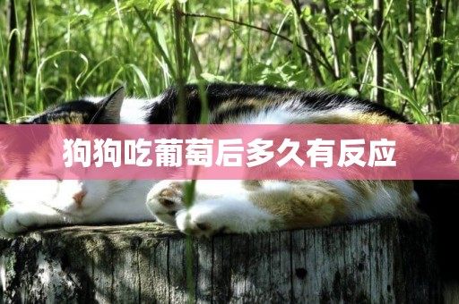 狗狗吃葡萄后多久有反應