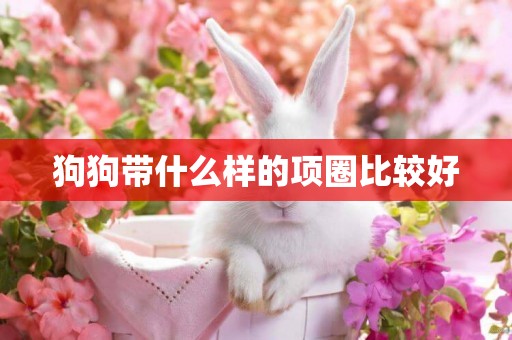 狗狗帶什么樣的項圈比較好