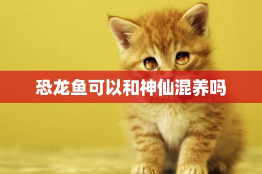 恐龍魚可以和神仙混養嗎