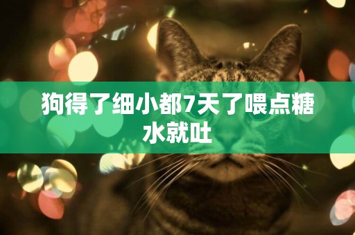 狗得了細小都7天了喂點糖水就吐