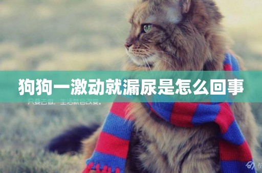 狗狗一激動就漏尿是怎么回事