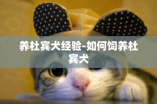 養杜賓犬經驗-如何飼養杜賓犬