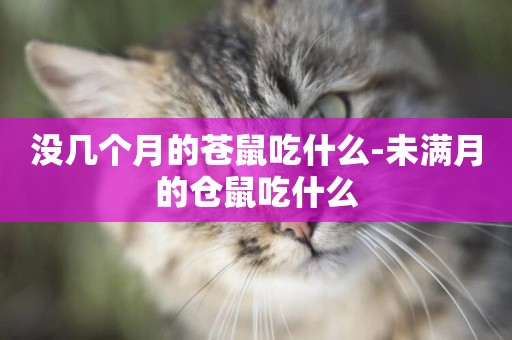 沒幾個月的蒼鼠吃什么-未滿月的倉鼠吃什么