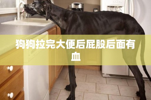 狗狗拉完大便后屁股后面有血