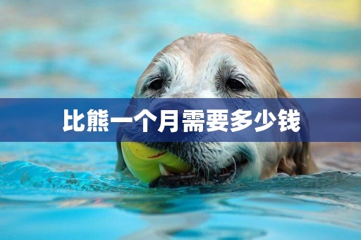 比熊一個月需要多少錢