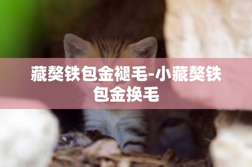 藏獒鐵包金褪毛-小藏獒鐵包金換毛