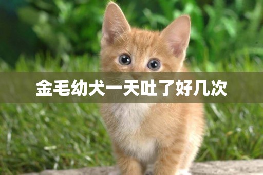金毛幼犬一天吐了好幾次