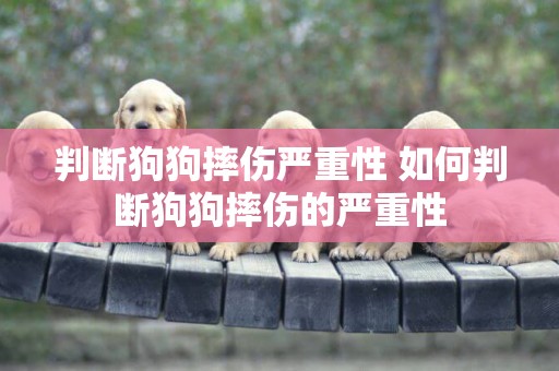 判斷狗狗摔傷嚴重性 如何判斷狗狗摔傷的嚴重性