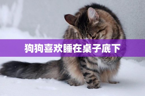 狗狗喜歡睡在桌子底下