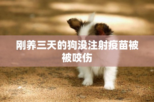 剛養三天的狗沒注射疫苗被被咬傷