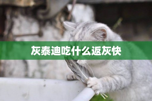 灰泰迪吃什么返灰快