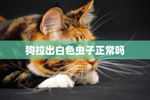 狗拉出白色蟲子正常嗎