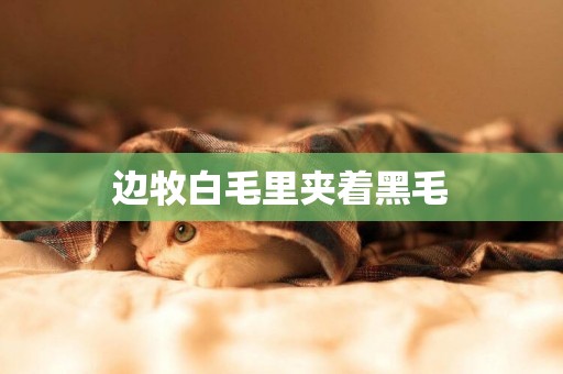 邊牧白毛里夾著黑毛