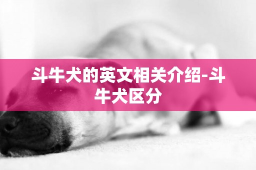 斗牛犬的英文相關介紹-斗牛犬區分