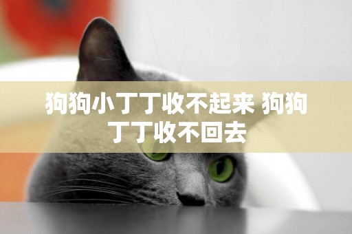 狗狗小丁丁收不起來 狗狗丁丁收不回去