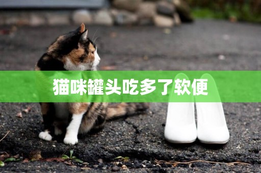 貓咪罐頭吃多了軟便