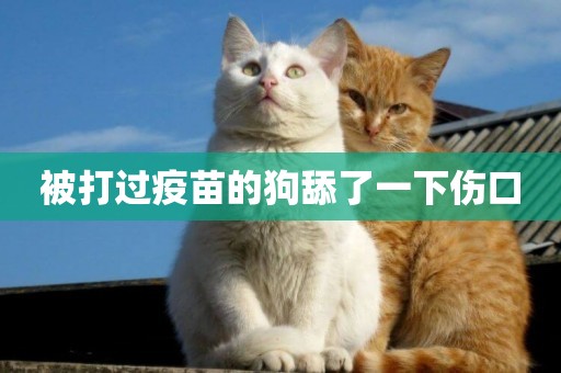 被打過疫苗的狗舔了一下傷口