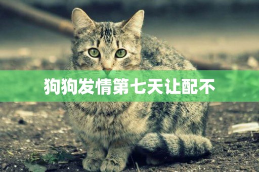 狗狗發情第七天讓配不