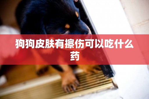 狗狗皮膚有擦傷可以吃什么藥