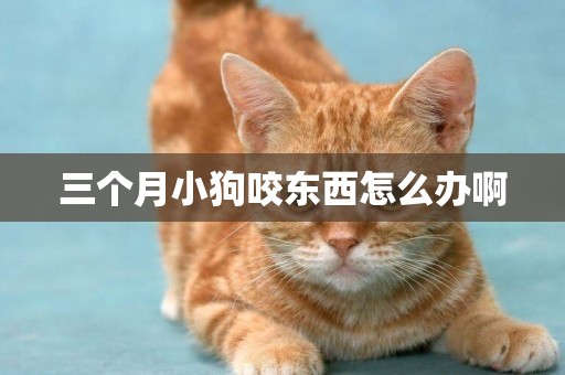 三個月小狗咬東西怎么辦啊