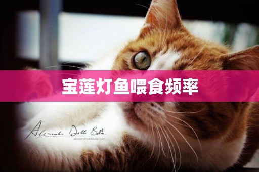 寶蓮燈魚喂食頻率