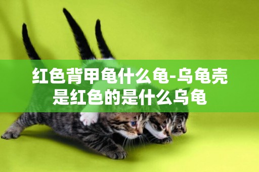 紅色背甲龜什么龜-烏龜殼是紅色的是什么烏龜