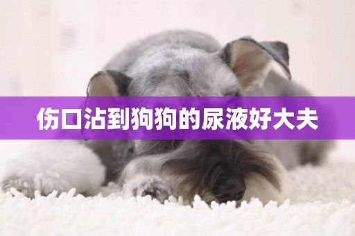 傷口沾到狗狗的尿液好大夫