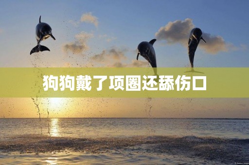 狗狗戴了項圈還舔傷口